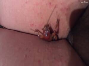 Lesbian Insect Porn - Insect porn with whore letting an insect go inside her pussy - LuxureTV