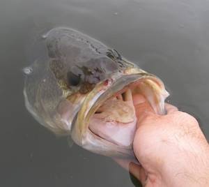 Large Mouth Porn - Largemouth Â· Largemouth BassMobilesPornWordpressFishingMobile ...