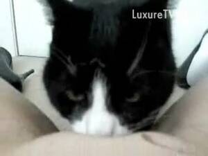 Cat Fucks Woman - Horny eighteen year old girl opens her thighs and welcomes cat to lick her  pussy in this zoo scene debut - LuxureTV