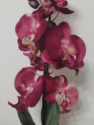 Blue Orchid 2000 Boy Porn - Let's Talk About Sex â€“ Cake By Deva