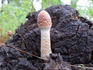 Mushroom - today's finds...tomorrow will be better. little too wet today. just a heads  up.