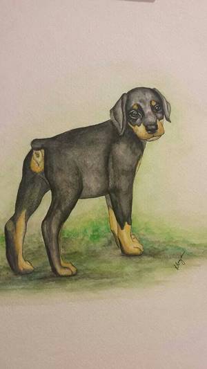 Doberman Furry Porn - Doberman puppy art