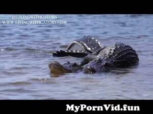 Alligator Mating Porn - Alligator mating season is here, and this is what you need to know from alligator  mating Watch Video - MyPornVid.fun