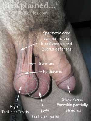 Anal Anatomy Porn - Anal cancer anatomy porn - Male genital health healthy penis and testicles  jpg 300x400