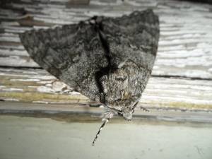 Gypsy Moth Porn - Moth