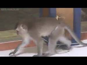 Monkey Porn Videos - 