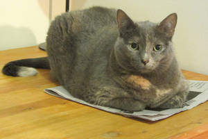 Ever Pussy Youngest Russian Blue - Teach ...