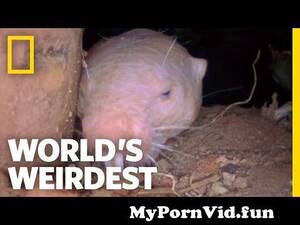 bbs icdn ru nudist - Naked Mole Rats | World's Weirdest from icdn ru nude yousu rat vega Watch  Video - MyPornVid.fun