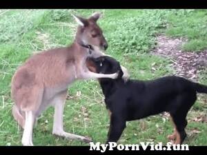 Kangaroo Boxing Porn - Dog vs Kangaroo Videos - Buff Kangaroo vs Dog - Kangaroo Fights Man - Kangaroo  Boxing Human from man fuck kangaroo Watch Video - MyPornVid.fun