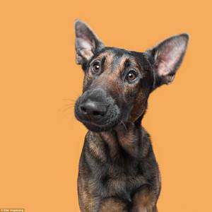 Argos Rex Porn - Pup close and personal! Adorable dogs pull off a variety of cute and quirky  facial