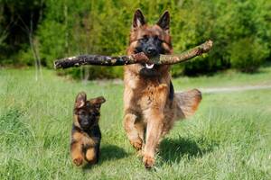 German Shepherd Porn Sites - 4 Signs Your German shepherd Isn't Getting Enough Exercise | PawTracks