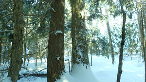 Matureography - Matureography porn - Winter splendour sandy lake forests and surface waters  of sandy jpg 4608x2592