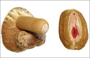 Best Sex Position Food - swiss-outrage-sex-education-swiss-style-topelement.jpg