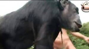 Female Monkey Ass Porn - Monkey sex with brasilian girls