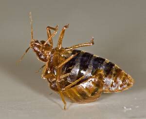 Extreme Gay Porn Bugs - TIL that bed bugs have no courtship rituals. What they have, instead, is a  type of mating behavior called traumatic insemination. That is, a male will  simply climb onto a female, stab