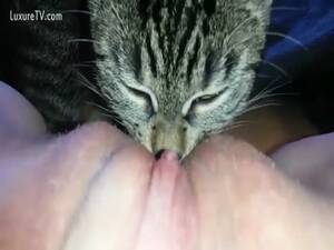 Cat Fucks Woman - cat licking owner's pussy - LuxureTV