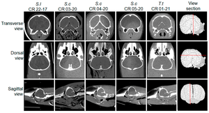 black cat scans bc series nude - Oceans | Free Full-Text | Pathological Studies and Postmortem Computed  Tomography of Dolphins with Meningoencephalomyelitis and Osteoarthritis  Caused by Brucella ceti