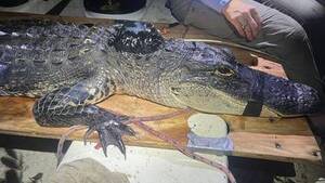 Alligator Mating Porn - 8-foot gator in Georgia swamp 'chased' out of territory by a bigger threat  â€“ WSB-TV Channel 2 - Atlanta