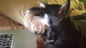 Doggie Porn - Cute Dog watching doggie porn