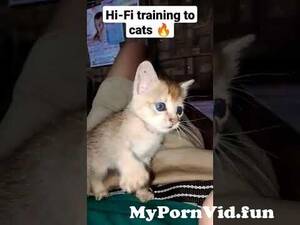 bollywood indian furry cat porn - Does your cat have itchy skin or a dull coat? | Royal Canin India from  indian hifi xxx heair cat Watch Video - MyPornVid.fun