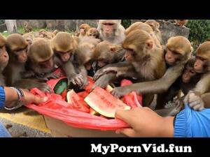 Girl Has Sex With Monkey - A group of monkey enjoying watermelon | feeding watermelon to the hungry  monkey | monkey | animal from mongkey sexà¦¾à¦¹à¦¿à¦¯à¦¼à¦¾ à¦®à¦¾xx vedeo aspdnegla nongra  chotiot sex fuck nude porn desi girl sexy