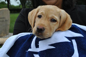 Denee Compton Amateur Homemade Wife Porn - At each of the nine events held during the summer, Kramer says, the  organization's guide dog trainers are also invited to bring their puppies  and current ...