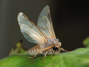Gypsy Moth Porn - An adult male pine processionary moth (Thaumetopoea pityocampa). This  species is a serious forest pest when in larval state. Notice the bristle  springing ...