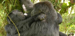 gorilla sex porn - lesbian, gorilla, study, gay animals, lgbtq