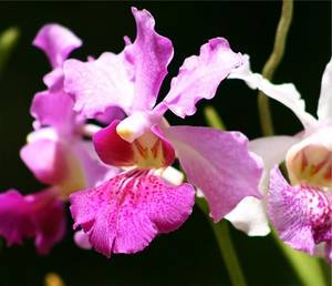 Barbados Sugar Porn - Orchid World Barbados deserves it's own pin - a truly memorable excursion  on our Western Carribean