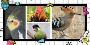 Go Diego Go Lesbian Porn - Lesbians in the Wild: Do These Birds Look Gay Trivia Quiz