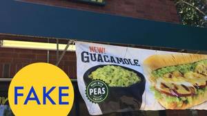 Ever Pussy Youngest Russian Blue - 