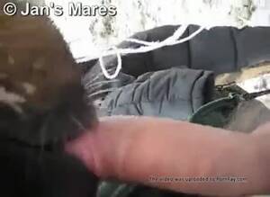 mare licking dick - Mare Licking Dick | Sex Pictures Pass