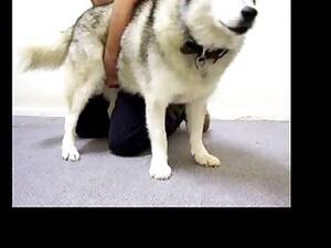 Man Fucks Female Siberian Husky - The Husky