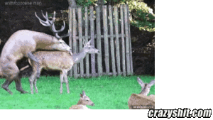 Deer Anal - CrazyShit.com | Prepare Your Anus Deer - Crazy Shit