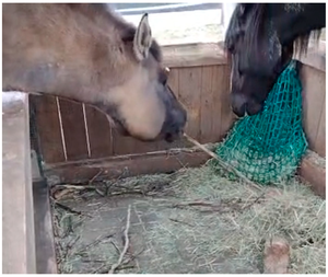 Equine Human Sex - Animals | Free Full-Text | Tool Use in Horses