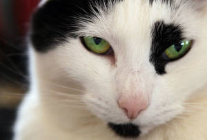 Cats Dont Dance Sex Porn - Fact: Cats Kiss With Their Eyes