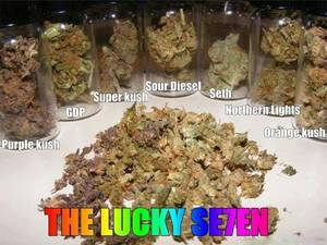 Fairy Tail Porn Marijuana - Medical Marijuana available