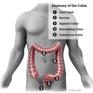 anal fisting chart - Anatomy of Fisting - Learn about Anatomy of Fisting - Fistfy.com