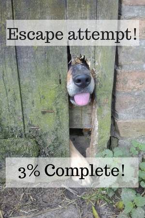 Marai Strange Magic Porn - Pin by maria arellano on Dogs - Our Best Friends! | Pinterest | Dog memes,  Dog and Funny animal