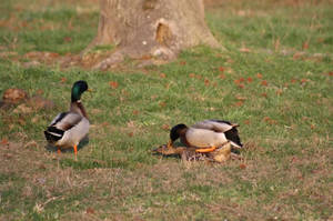 In Bird - http://i426.photobucke t.com â€¦/stefanyb123/IM G_6905.jpg ...