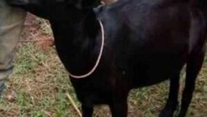 Goat Chicken Porn - Man caught raping neighbour's GOAT says he had sex with animal after women  rejected him at funeral - Mirror Online