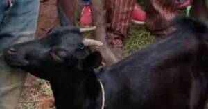 Goat Chicken Porn - Man caught raping neighbour's GOAT says he had sex with animal after women  rejected him at funeral - Mirror Online