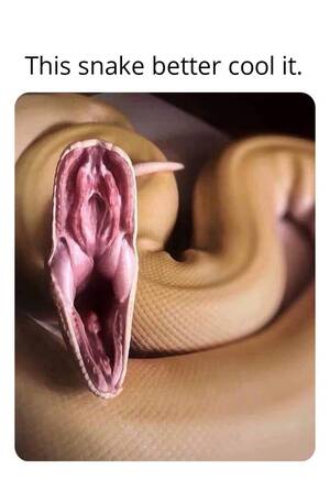 cartoon snake pussy - Fuck that snake : r/memes