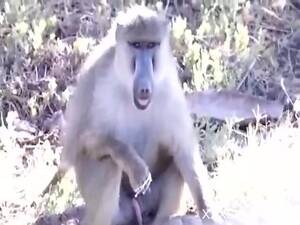 Baboon - Horny baboon masturbates while horny guy films him