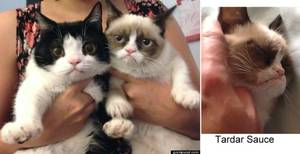 Cats Dont Dance Sex Porn - 