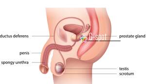 Male G Spot - Fellas, Finding and Fondling Your G-spot Just May Give You The Best Orgasm  Everâ€¦ | Cupid's Corner