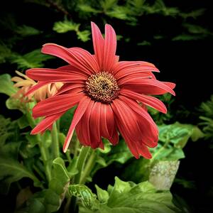 Flower Porn - GerenM â€”Flower Porn