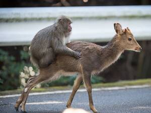 Deer Having Sex - Snow monkey attempts sex with deer in rare example of interspecies mating |  Animal behaviour | The Guardian