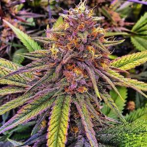 Cannabis - Beauty of Weed on