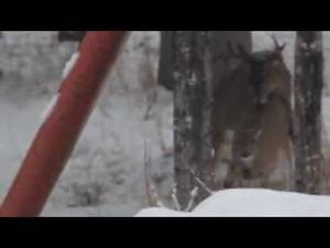 Doe Deer Porn - deer porn